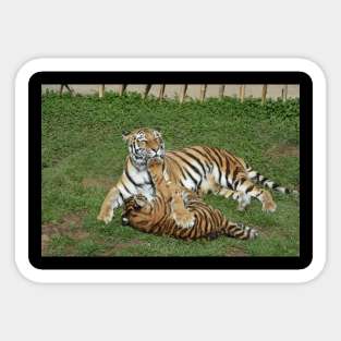 Tigers Sticker